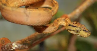 Basiliscus plumifrons