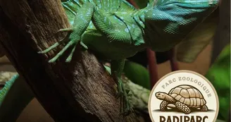 Basiliscus plumifrons