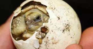 Basiliscus plumifrons