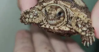 Basiliscus plumifrons