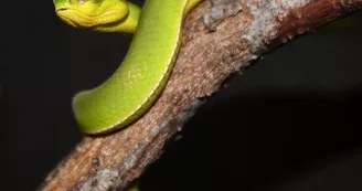 Basiliscus plumifrons