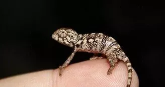 Basiliscus plumifrons