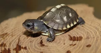 Basiliscus plumifrons