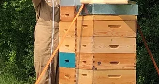 arts abeilles apiculture haras des stars saint-yrieix_1