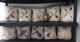 champignons coussacois_2