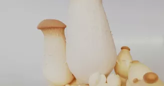 champignons coussacois_3