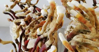 champignons coussacois_4