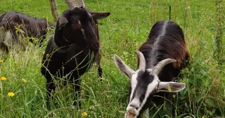 chèvre drôle de tête