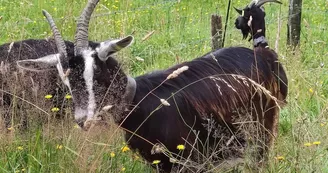 Poitevine fleurs - rognée