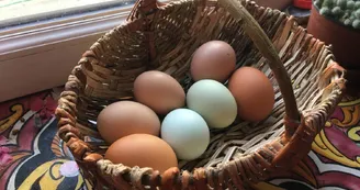 Les Yourtes de l'Oreille d'Ours