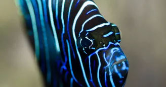 Aquarium Refuge de Limoges_1