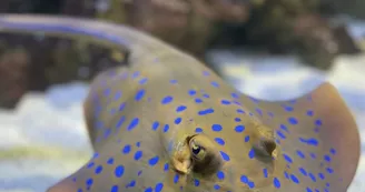 Aquarium Refuge de Limoges_5