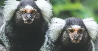 Jardin Zoologique Bellachon