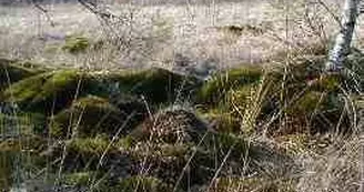 Tourbière de l'Espinassou_1