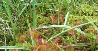 Tourbière d'Auzoux_1