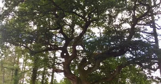 L'Arbre aux poules_2