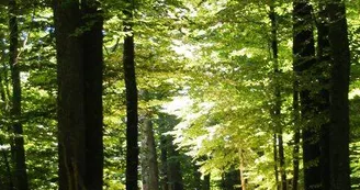 Forêt des Loges_2