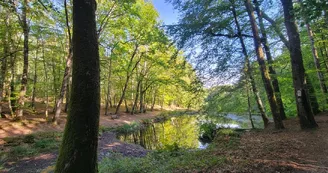 Terra aventura Forêt des Loges
