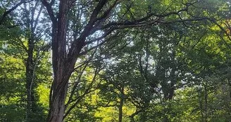 Terra aventura (3) Forêt des Loges