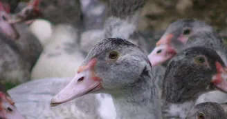 DEG-foie-gras-du-domaine04