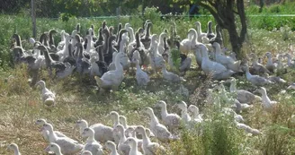 les-volailles-du-chesnot-01