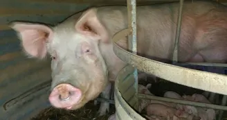 ferme-des-goussieres-04