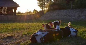 Les petites génisses normandes