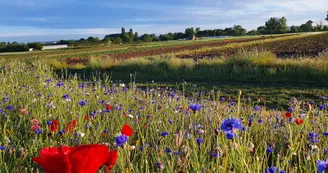 La cueillette de Brétignolles