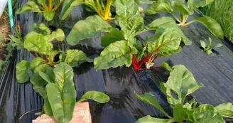 maraicher à St Léger