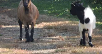 Domaine des Mille Oiseaux : Les Hirondelles