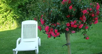 Bain de soleil près du rosier