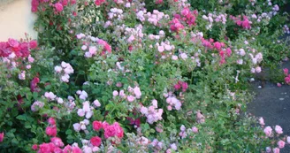 les rosiers, passion à partager