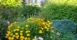 Les petites fleurs du Bignon