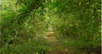 vielle-allee-Sorieul-privee