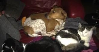 Nos amis à fourrure 