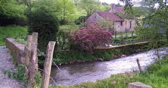 Chat-hirsute-2025-Ste-Suz-10