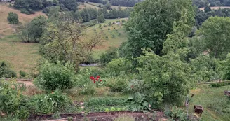 Chat-hirsute-2025-Ste-Suz-7