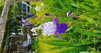 Mobilhome Petit Bois