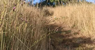 emplacements entre les herbes sauvages