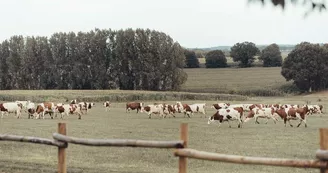 469027925_122178325238176897_1946626219851349899_n