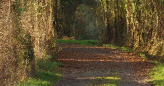 les chemins creux de St denis d'Anjou