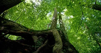 arboretum-de-pontmain-pontmain-53-pcu (2)