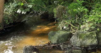 sentier-d-interpretation-arboretum-pontmain-53-iti-cp greboval (13)