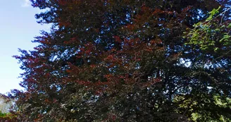 sentier-d-interpretation-arboretum-pontmain-53-iti-cp greboval (3)