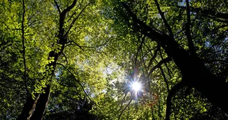 sentier-d-interpretation-arboretum-pontmain-53-iti-cp greboval (4)