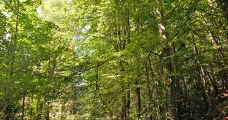 sentier-d-interpretation-arboretum-pontmain-53-iti-cp greboval (6)