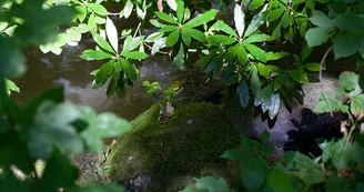 sentier-d-interpretation-arboretum-pontmain-53-iti-cp greboval (7)