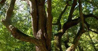 sentier-d-interpretation-arboretum-pontmain-53-iti-cp greboval (9)