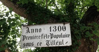 Tilleul de 700 ans