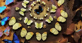 Musée des papillons